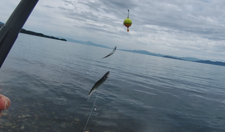 志賀浜での小鮎釣り、魚影は濃いが型は小さめ